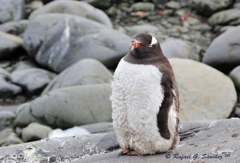 Manchots papou, Antarctique Manchotpapou-04