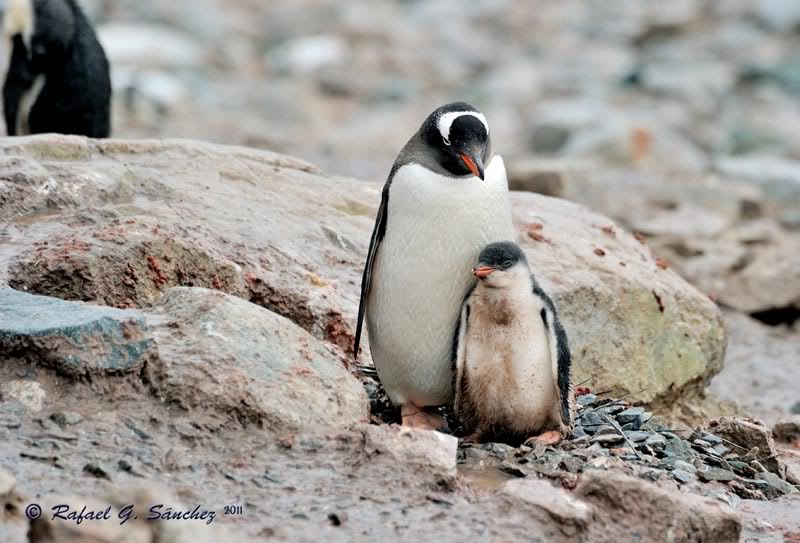 Manchots papou, Antarctique Manchotpapou-05