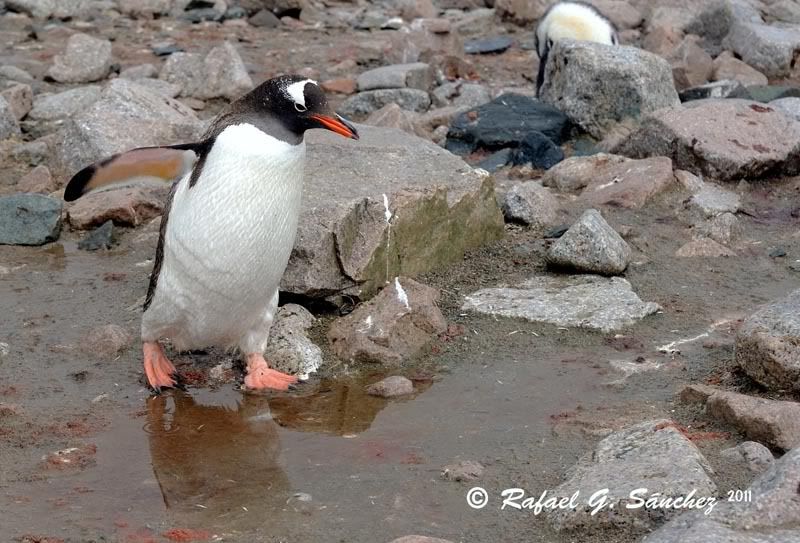 Manchots papou, Antarctique Manchotpapou-06