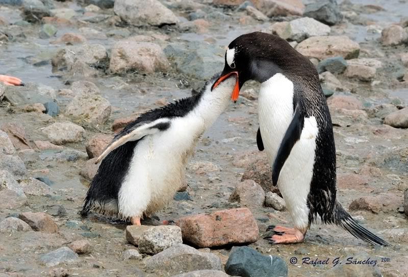 Manchots papou, Antarctique Manchotpapou-07