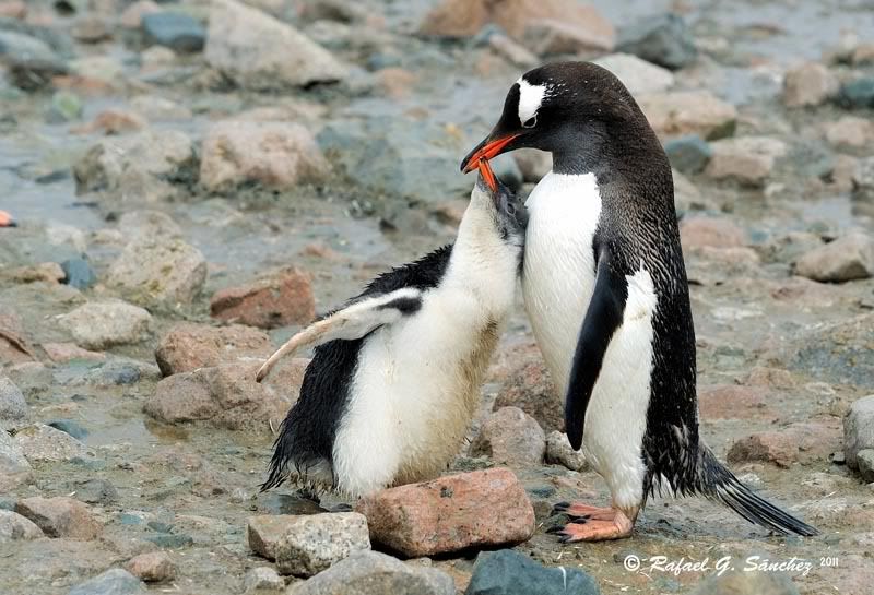 Manchots papou, Antarctique Manchotpapou-09