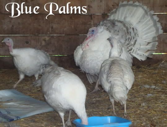 Turkey eggs wanted!!!! BluePalms2011008-1