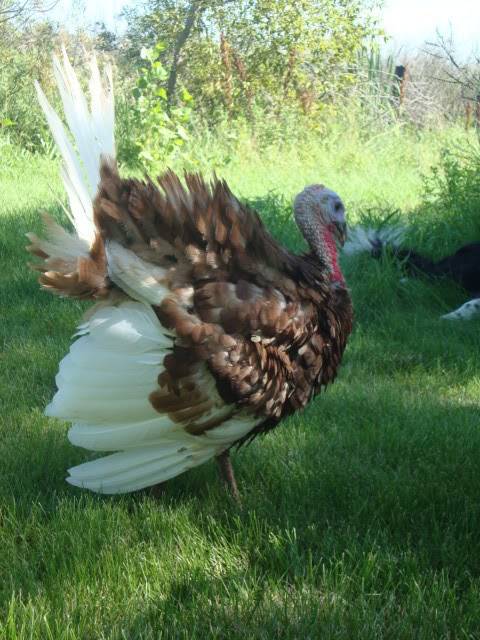 Turkeys for sale ~Saskatchewan~ Turkeys010