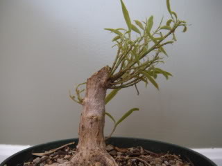 Another Willow Leaf Ficus 001-30