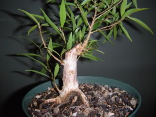 Another Willow Leaf Ficus 001-65