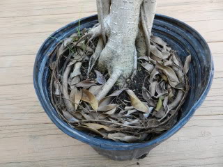 Ficus benjamina backbud? - Page 3 001-84