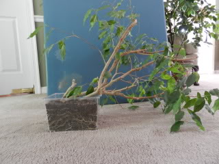 Is there anything I can do with this Ficus?? 001-86