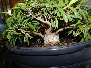 Sumo Shohin Willow Leaf Ficus 003-113