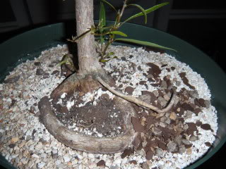 Willow Leaf Ficus 003-62