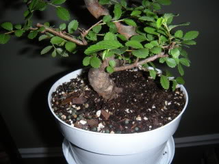 Repotting Indoor Chinese Elm 004-58