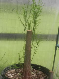 bald cypress 004-79