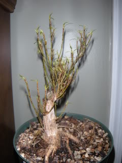 Another Willow Leaf Ficus 005-40