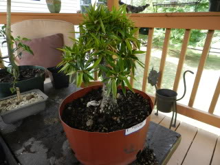 Willow Leaf Ficus from Meehans 007-64