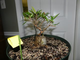 Sumo Shohin Willow Leaf Ficus - Page 2 007-92