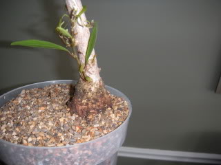 Willow Leaf Ficus 008-43
