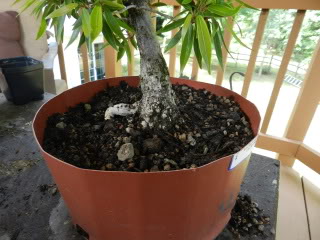 Willow Leaf Ficus from Meehans 008-63