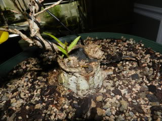 Sumo Shohin Willow Leaf Ficus - Page 2 008-92