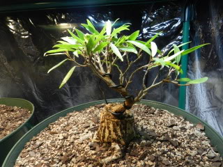 Sumo Shohin Willow Leaf Ficus 014-21