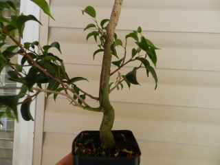 Ficus benjamina 'Christine' 018-10