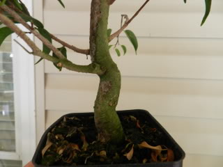 Ficus benjamina 'Christine' 019-7