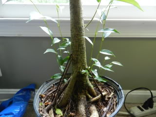 Ficus benjamina backbud? - Page 3 034-2