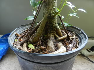 Ficus benjamina backbud? - Page 3 035-2