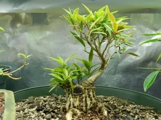 Sumo Shohin Willow Leaf Ficus - Page 2 003-25