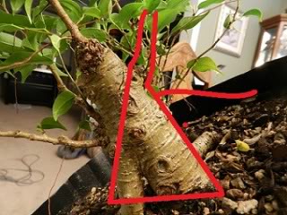 Where to take this Ficus benjamina 'Kiki' 014-7