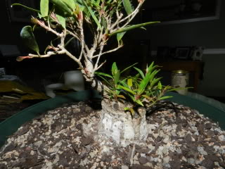 Sumo Shohin Willow Leaf Ficus - Page 2 017-8