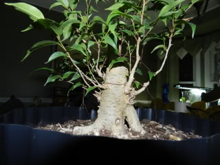 Where to take this Ficus benjamina 'Kiki' 018-5
