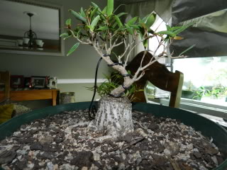 Sumo Shohin Willow Leaf Ficus - Page 2 018-6