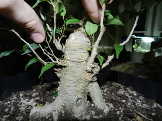 Where to take this Ficus benjamina 'Kiki' 019-4