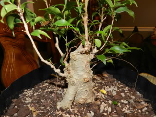 Where to take this Ficus benjamina 'Kiki' 023-3