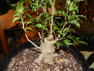 Where to take this Ficus benjamina 'Kiki' 024-4