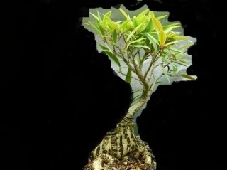 Sumo Shohin Willow Leaf Ficus - Page 2 Vv