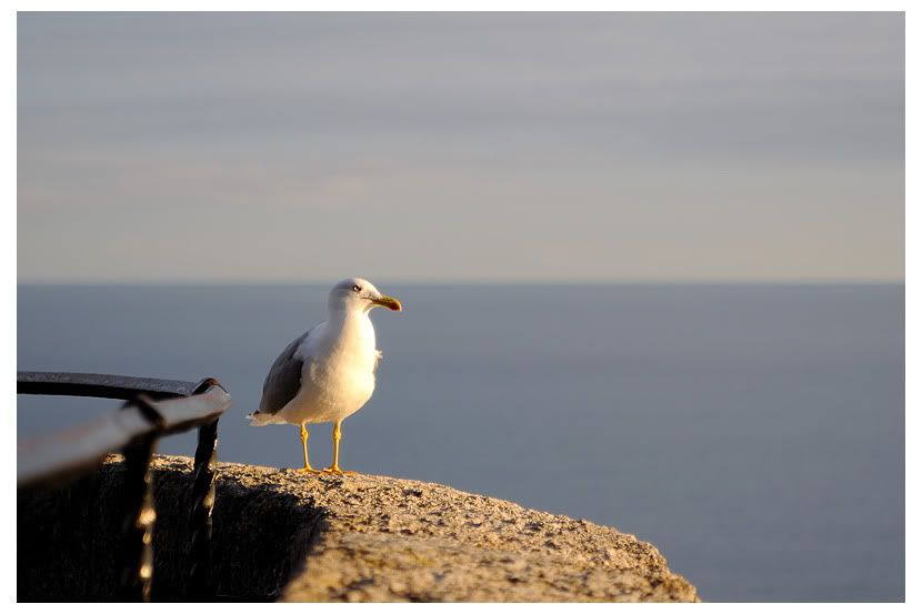 Ex Mouettes, devenu GOELAND :) DSC_0082-1