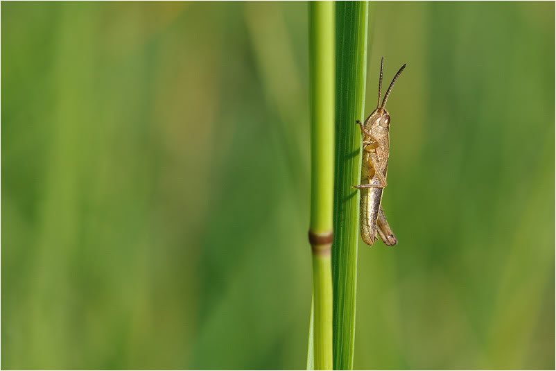 sur ma branche DSC_0136