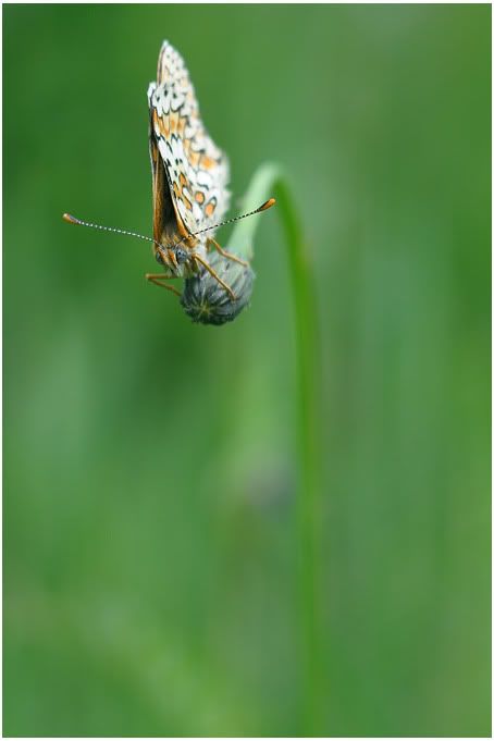 not a butterfly, a rock star... DSC_0171