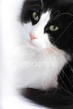 |The Power Within Us*| ~A Kitten Rp~ Ist2_4634571-black-and-white-cat