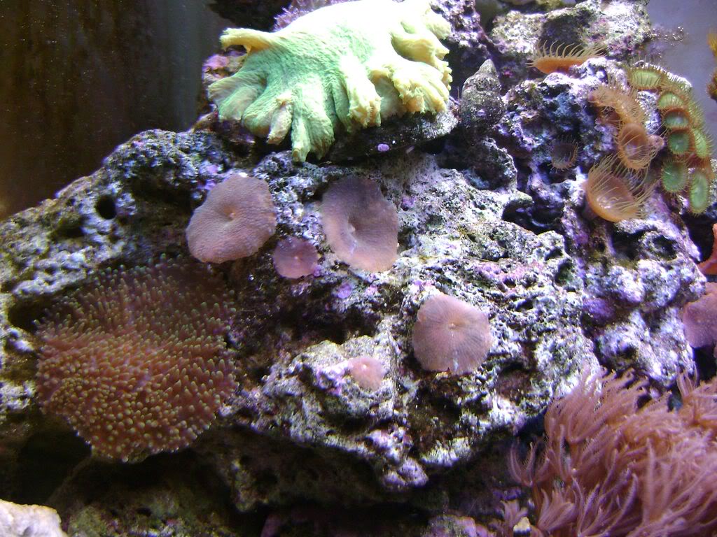 Nuestro reef DSC03550