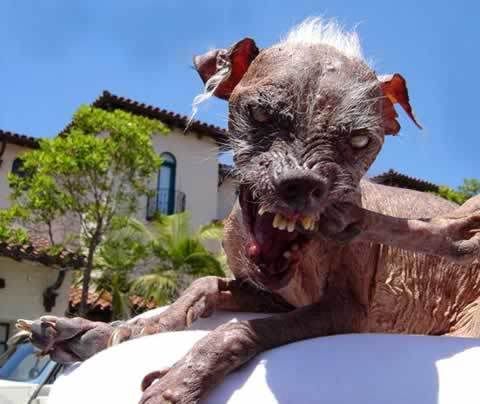 concurso del mas feoooooooo Sam-ugliest-dog