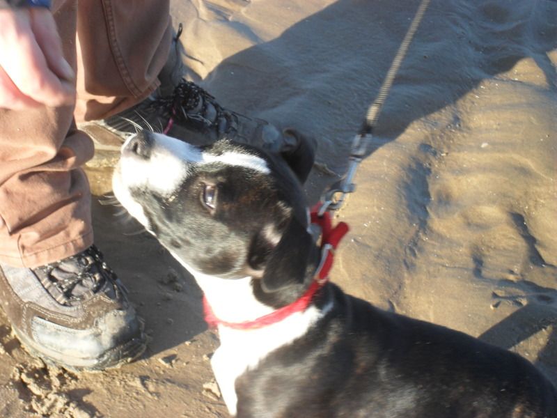 Duke back on the beach  Dukebeach1