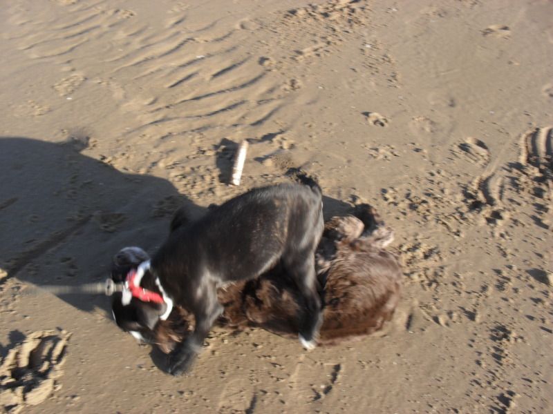 Duke back on the beach  Foundaspaniel