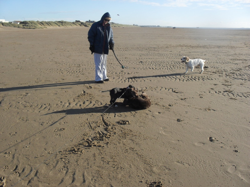 Duke back on the beach  Foundaspaniel2