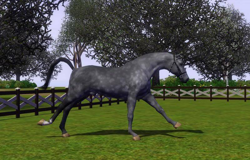 Hanoverian In-Hand Inspections Sept/Oct Screenshot-299_zps86cb32ad