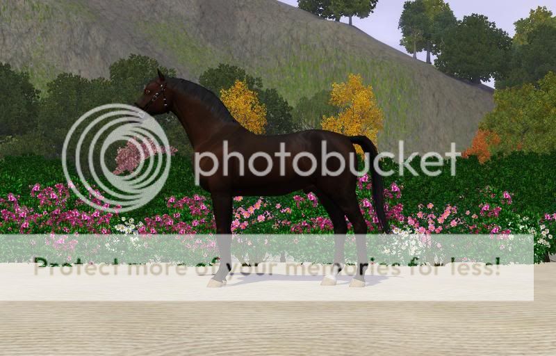 Nov-December Hanoverian Inspections Screenshot-654_zpsa7945d8a