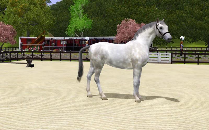 Hanoverian In-Hand Inspections **CLOSED** Results Posted Screenshot-76_zps19ef1c56