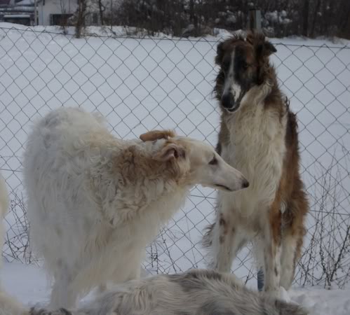 Odgajivacnica ruskih hrtova Saniva / SANIVA BORZOI KENNEL & AST Cherry - Page 2 IMG_0065