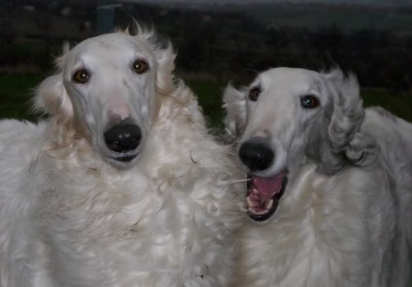 Odgajivacnica ruskih hrtova Saniva / SANIVA BORZOI KENNEL & AST Cherry - Page 2 IMG_0190