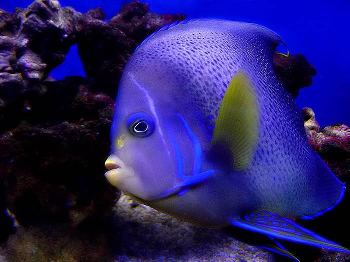 تعالوا شوفوا معانا صور كلها ألوان ... Coloredbluefish